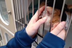 Petting Cats & Kittens 3
